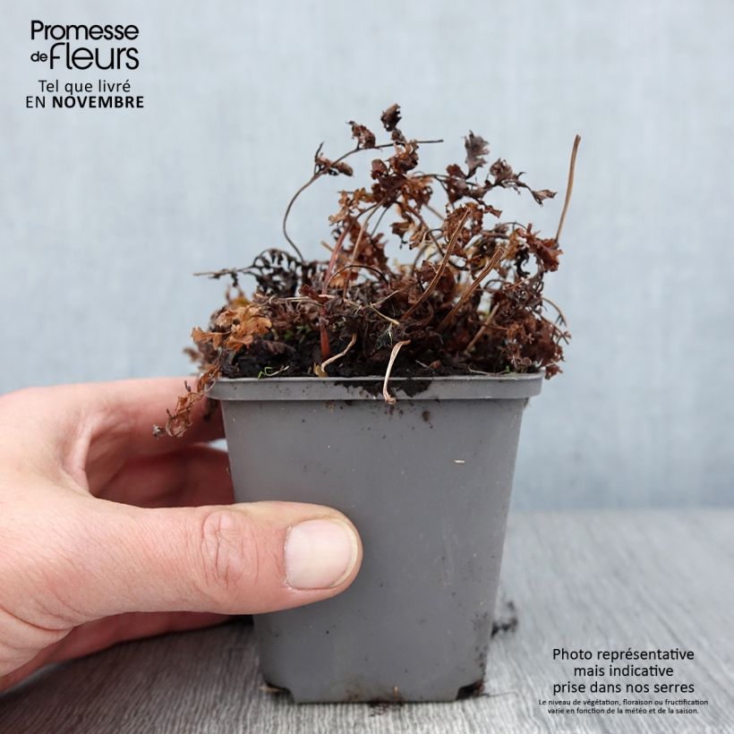 Esemplare di Athyrium niponicum Ursula's red - Felce Vasetto da 8/9 cm come consegnato in autunno