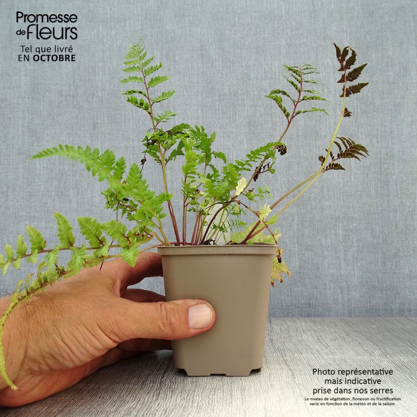 Esemplare di Athyrium niponicum var. pictum Red Beauty - Felce Vasetto da 8/9 cm come consegnato in autunno