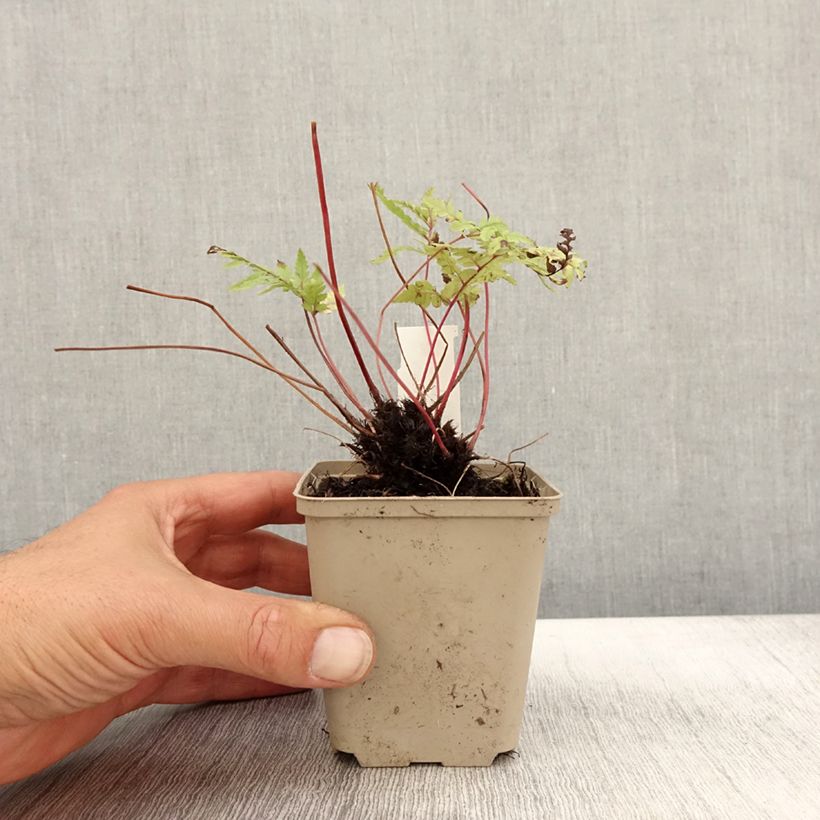 Esemplare di Athyrium otophorum var. okanum - Felce Vasetto da 8/9 cm come consegnato in autunno