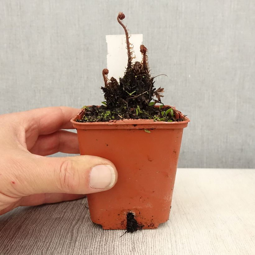 Athyrium otophorum var. okanum - Felce Vasetto da 8/9 cm esemplare consegnato in primavera