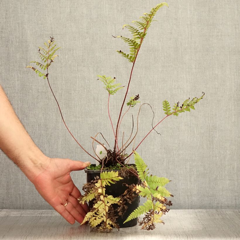 Esemplare di Athyrium otophorum var. okanum - Felce Vaso da 2L/3L come consegnato in autunno