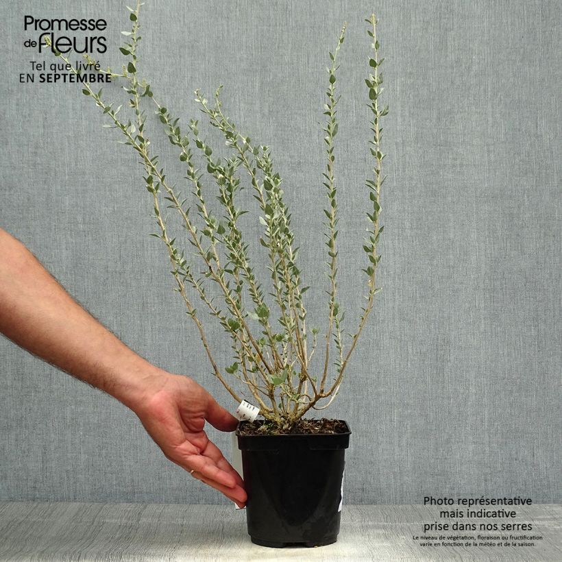 Esemplare di Atriplex halimus - Porcellana di mare Vaso da 1,5L/2L come consegnato in autunno