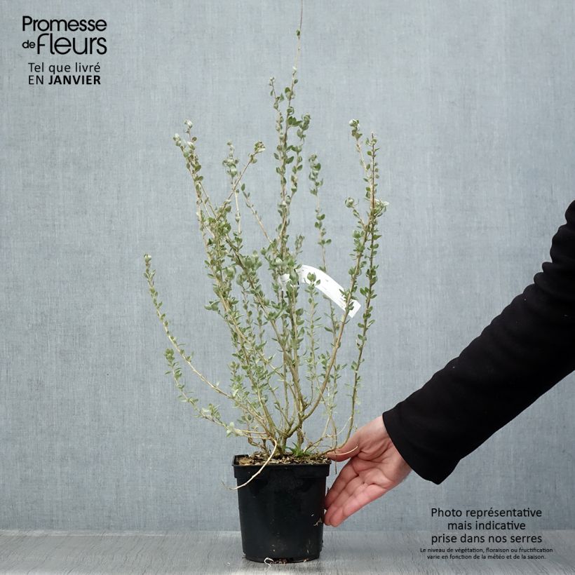 Atriplex&#x20;halimus&#x20;-&#x20;Porcellana&#x20;di&#x20;mare&#x20;Vaso&#x20;da&#x20;1,5L&#x2F;2L&#x20;esemplare&#x20;consegnato&#x20;in&#x20;inverno