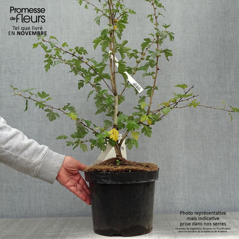Esemplare di Crataegus laevigata Paul's Scarlet Vaso da 7,5L/10L come consegnato in autunno