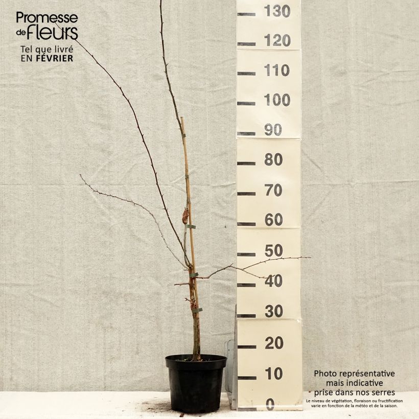 Crataegus Princesse Sturdza Vaso da 4L/5L esemplare consegnato in inverno