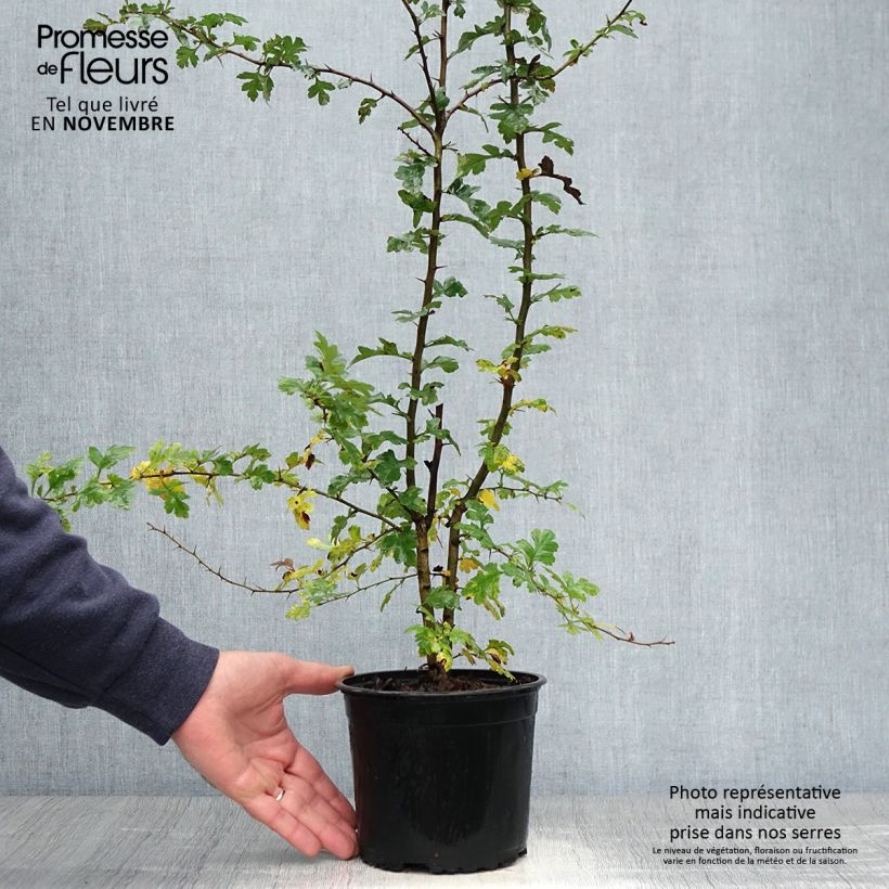 Esemplare di Crataegus monogyna - Biancospino comune Vaso da 2L/3L come consegnato in autunno