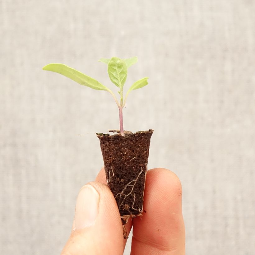 Melanzana Violet Knight F1 (piantine) mini zolla... esemplare consegnato in primavera