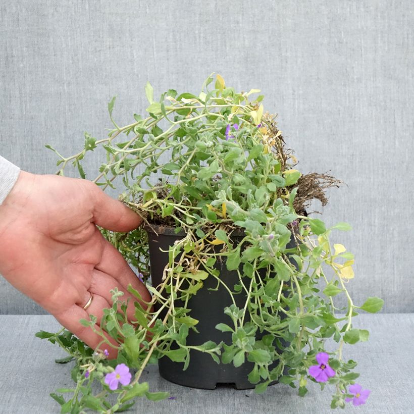 Aubrieta Cascade Blue - Aubrezia Vaso da 2L/3L esemplare consegnato in primavera