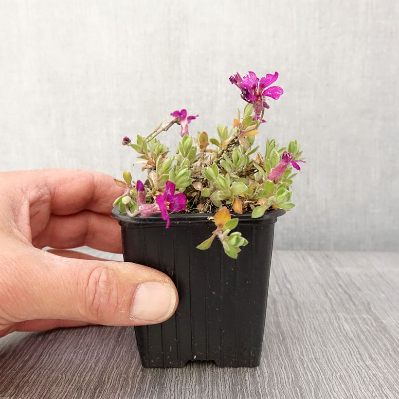 Aubrieta Rose - Aubrezia Vasetto da 8/9 cm esemplare consegnato in primavera