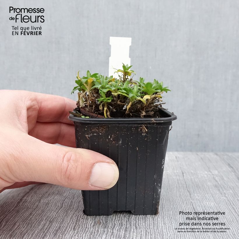 Aubrieta Rose-Red - Aubrezia Vasetto da 8/9 cm esemplare consegnato in inverno