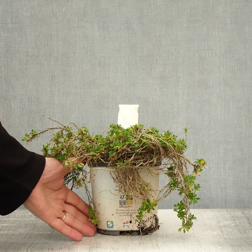 Esemplare di Aubrieta Kitte White - Aubrezia Vaso da 2L/3L come consegnato in autunno