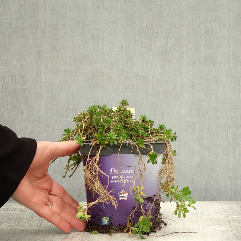 Esemplare di Aubrieta Kitte Blue - Aubrezia Vaso da 2L/3L come consegnato in autunno