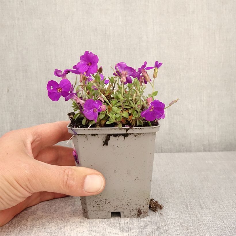 Aubrieta Kitte Blue - Aubrezia Vasetto da 8/9 cm esemplare consegnato in primavera