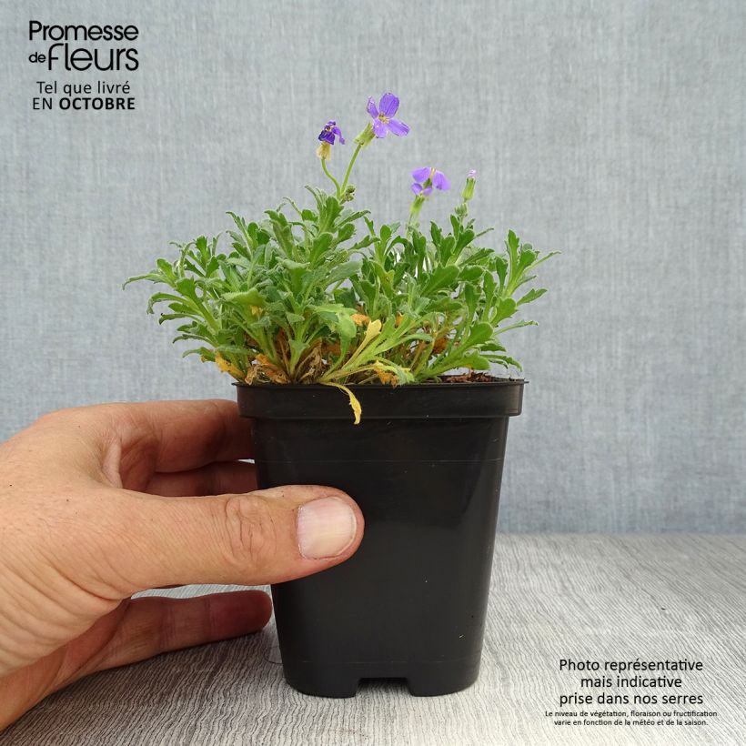 Esemplare di Aubrieta Hamburger Stadtpark - Aubrezia Vasetto da 8/9 cm come consegnato in autunno