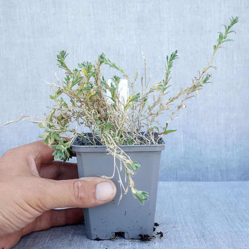 Esemplare di Aubrieta Red Carpet - Aubrezia Vasetto da 8/9 cm consegnato in estate
