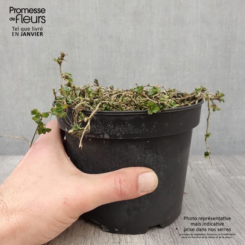 Aubrieta Cascade Red - Aubrezia Vaso da 2L/3L esemplare consegnato in inverno