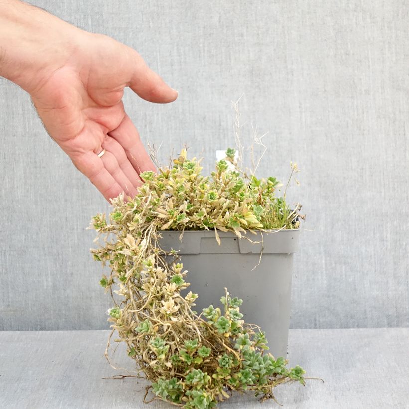 Esemplare di Aubrieta Cascade Purple - Aubrezia Vaso da 2L/3L consegnato in estate