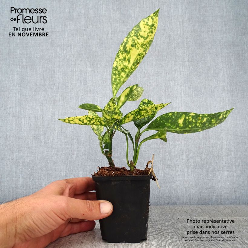 Esemplare di Aucuba japonica Crotonifolia Vasetto da 8/9 cm come consegnato in autunno