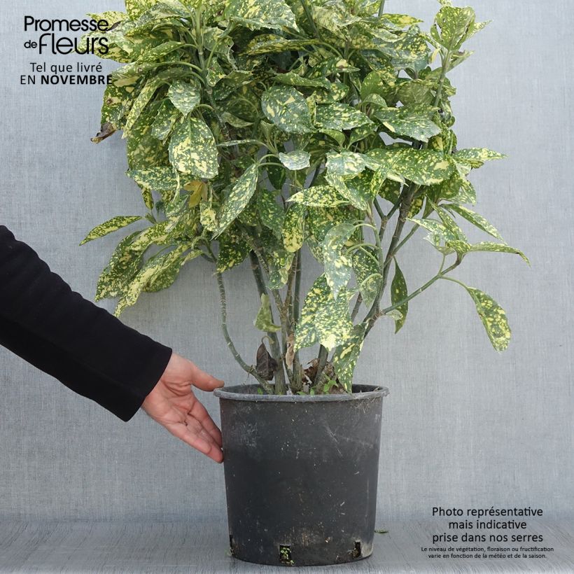 Esemplare di Aucuba japonica Crotonifolia Vaso da 7,5L/10L come consegnato in autunno