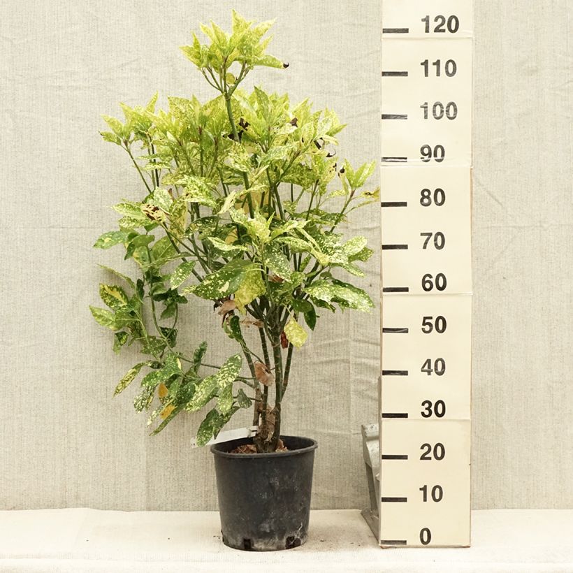 Esemplare di Aucuba japonica Crotonifolia Vaso da 7,5L/10L consegnato in estate