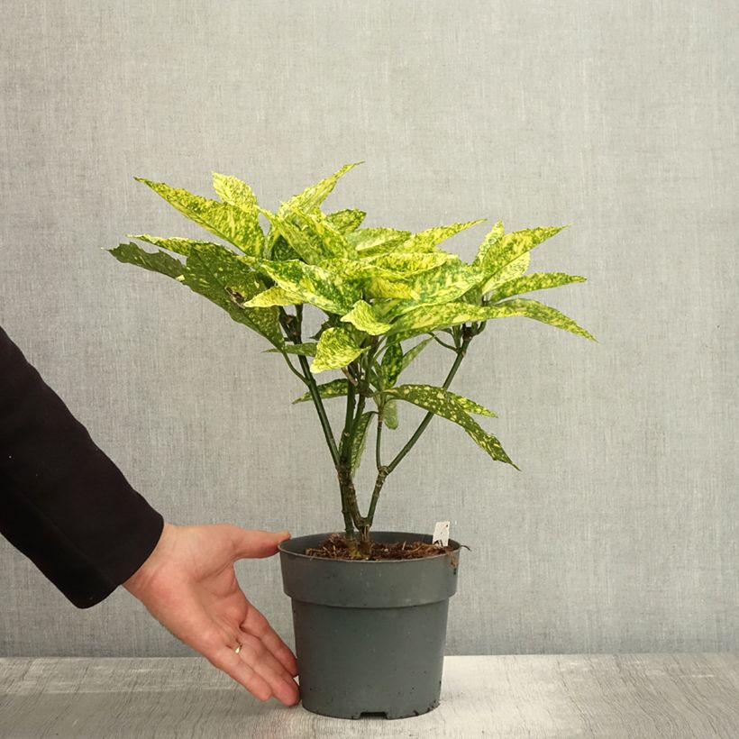 Esemplare di Aucuba japonica Golden King Vaso da 2L/3L come consegnato in autunno