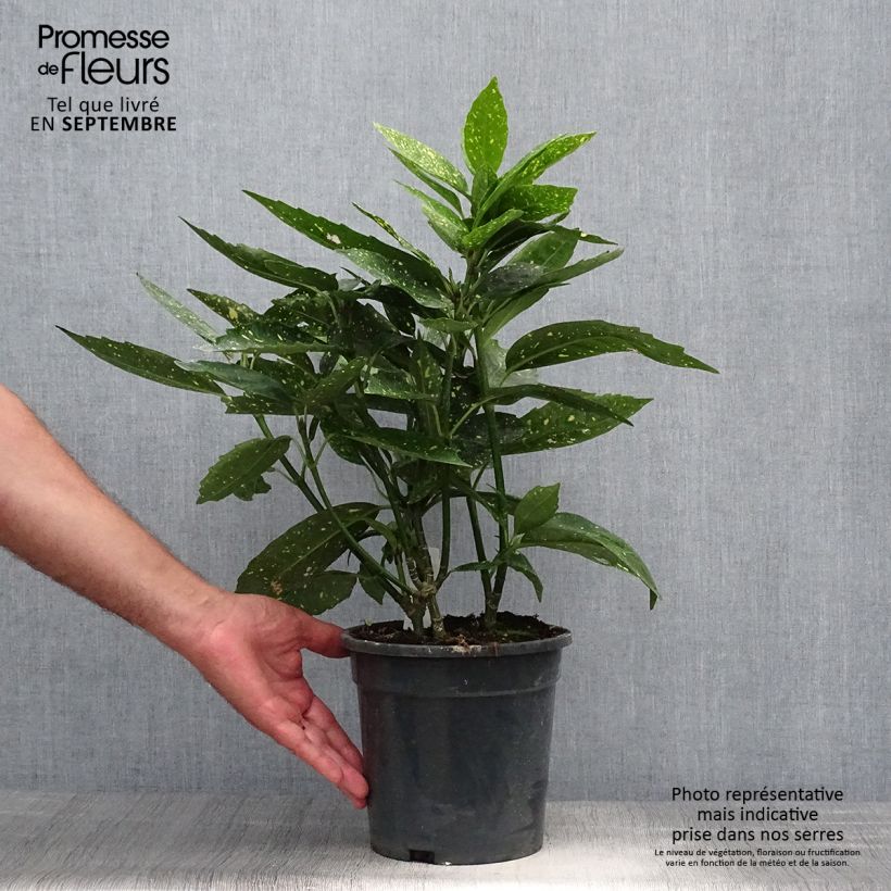 Esemplare di Aucuba japonica Vaso da 3L/4L come consegnato in autunno