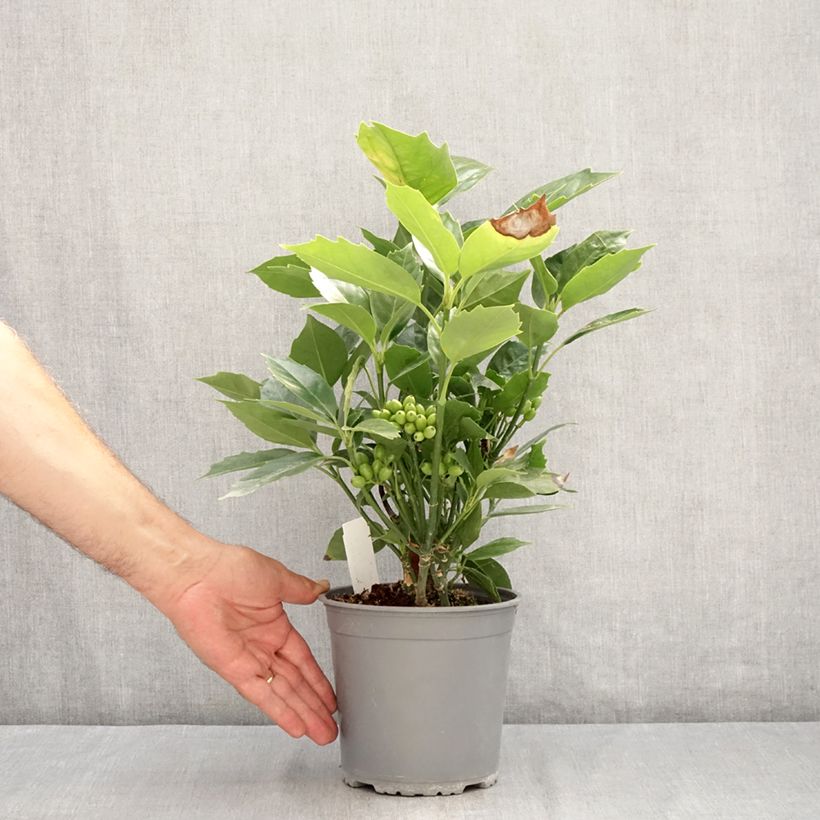 Esemplare di Aucuba japonica Rozannie Vaso da 2L/3L consegnato in estate