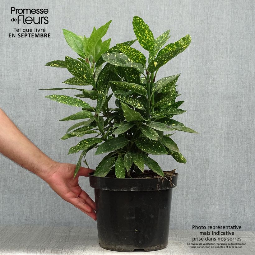 Esemplare di Aucuba japonica Variegata Vaso da 7,5L/10L come consegnato in autunno
