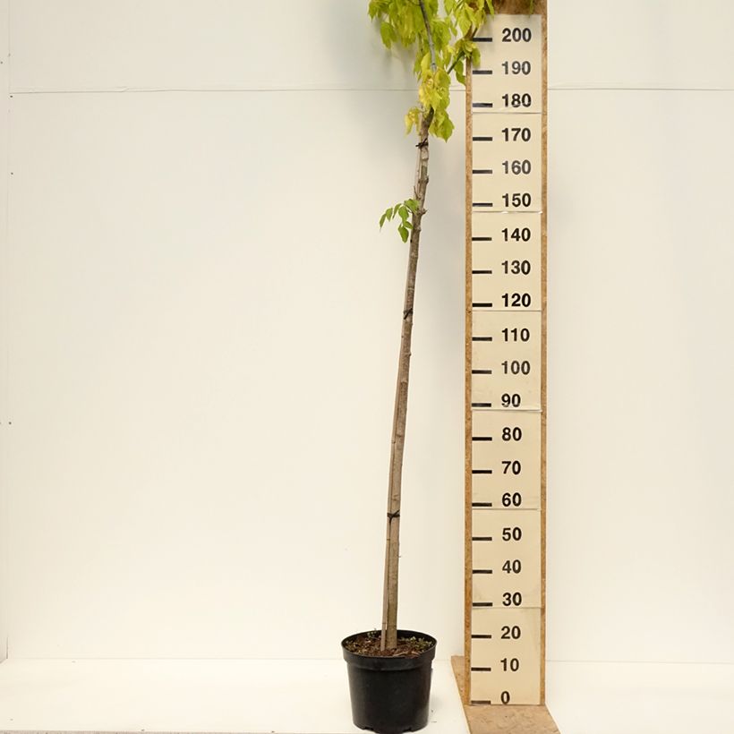 Aulne blanc - Alnus incana Monstrosa Vaso da 12L/15L esemplare consegnato in primavera