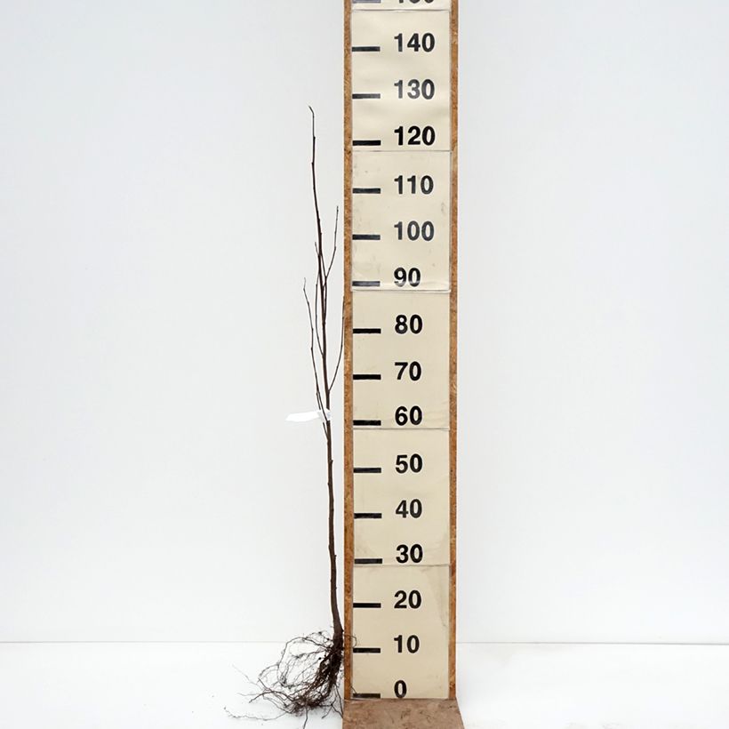 Alnus incana - Ontano bianco Piante piccole a radice nuda esemplare consegnato in inverno