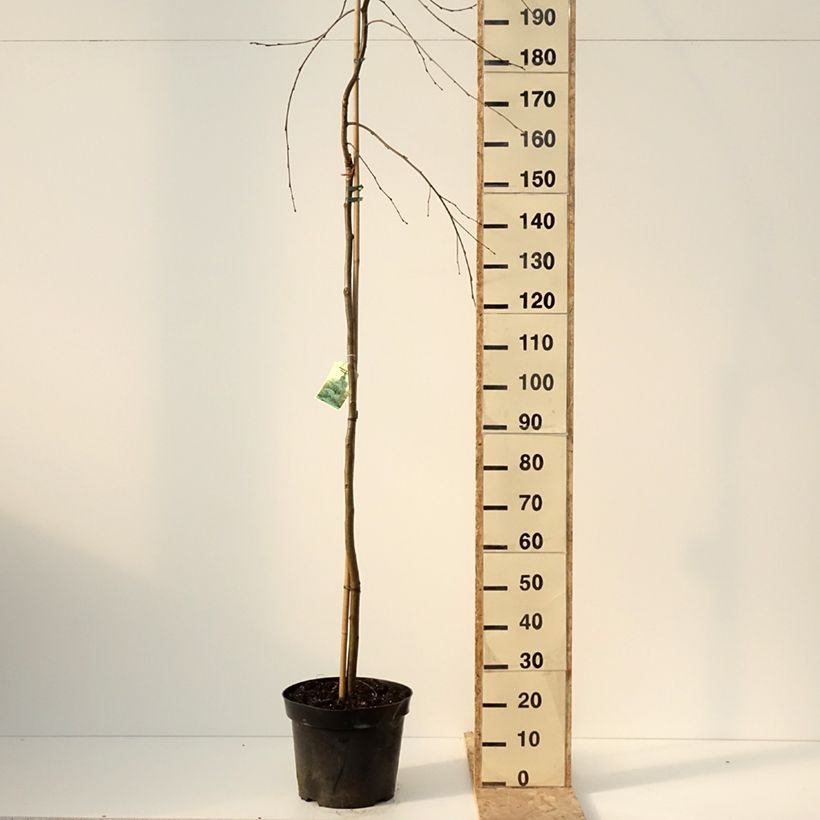 Aulne blanc pleureur - Alnus incana Pendula Vaso da 12L/15L esemplare consegnato in inverno