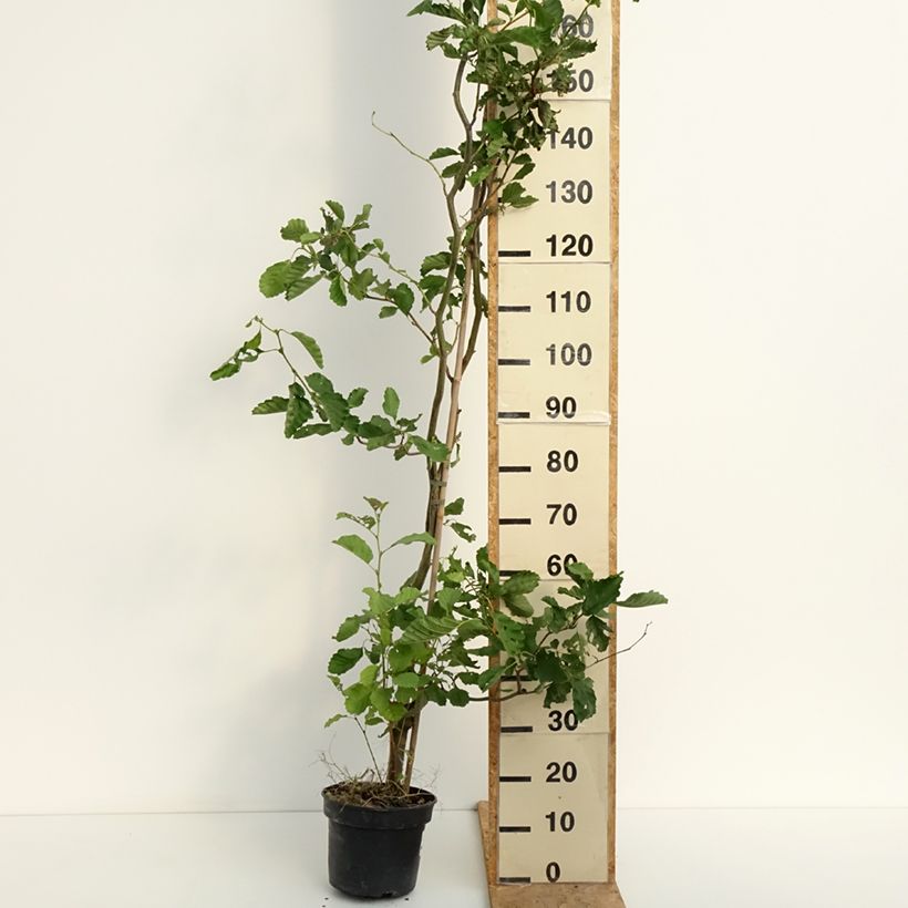 Esemplare di Alnus glutinosa Greenwood - Ontano comune Vaso da 4L/5L consegnato in estate