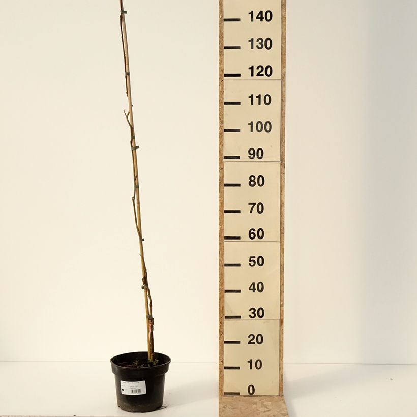 Alnus glutinosa Greenwood - Ontano comune Vaso da 4L/5L esemplare consegnato in inverno