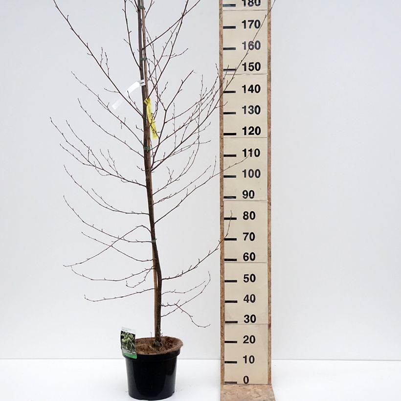 Alnus glutinosa Imperialis - Ontano nero Vaso da 7,5L/10L esemplare consegnato in inverno