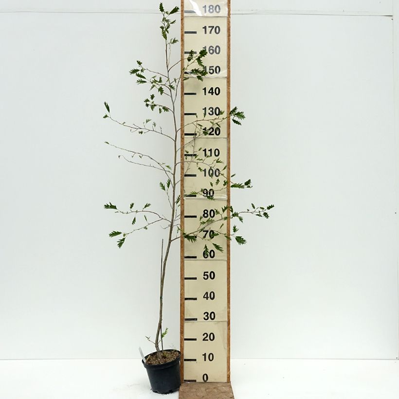 Esemplare di Alnus glutinosa Laciniata - Ontano comune Vaso da 3L/4L consegnato in estate