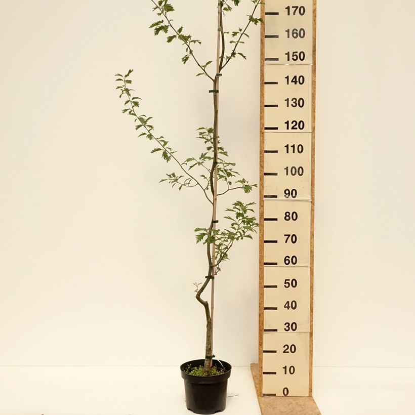 Aulne glutineux - Alnus glutinosa Laciniata Vaso da 3L/4L esemplare consegnato in primavera