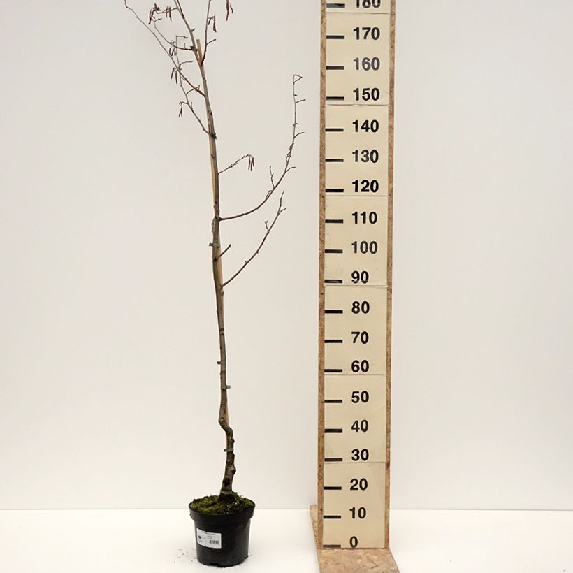 Aulne glutineux - Alnus glutinosa Luszyn Vaso da 12L/15L esemplare consegnato in inverno
