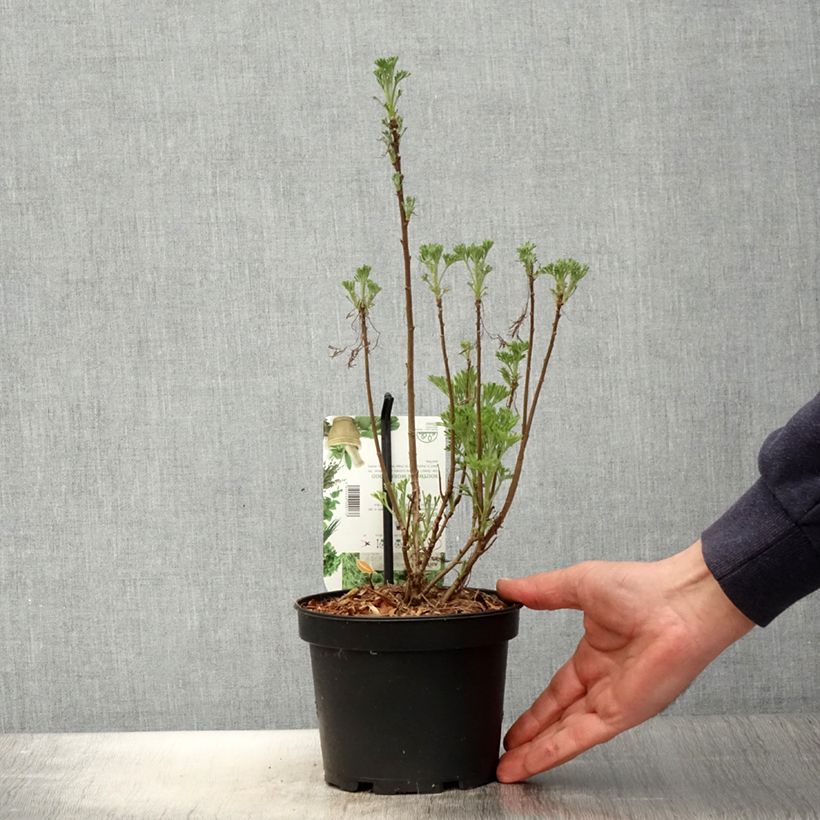 Artemisia abrotanum - Abrotano Vaso da 1,5L/2L esemplare consegnato in primavera