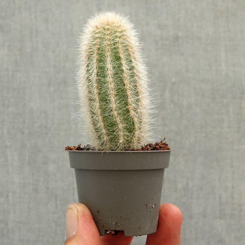 Austrocephalocereus dybowskii - Cactus-cierge laineux Mini-plante esemplare consegnato in primavera
