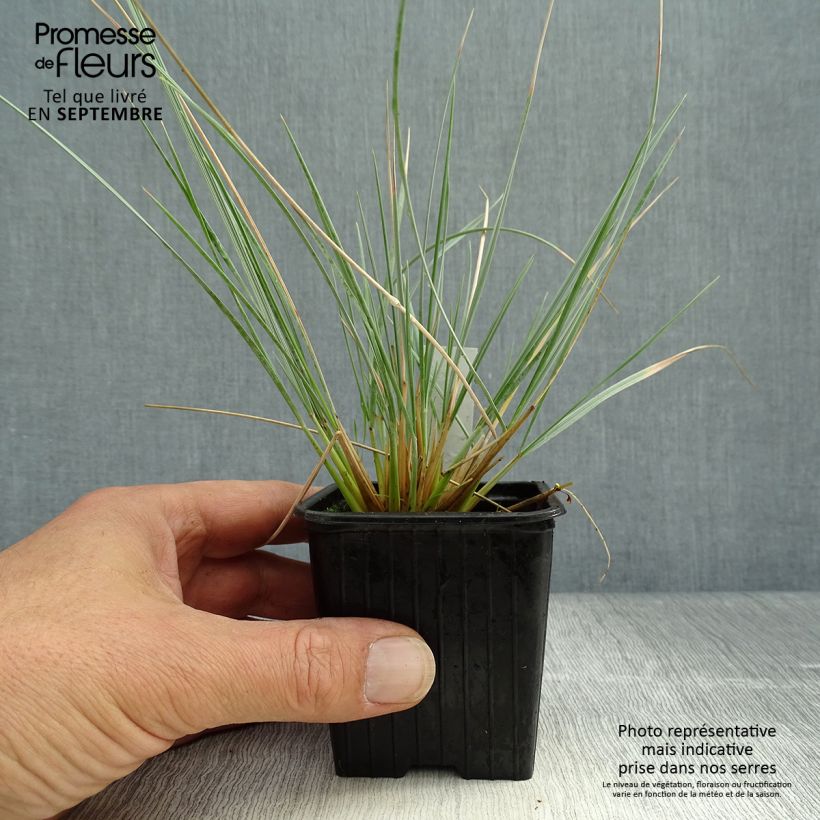 Esemplare di Helictotrichon sempervirens Pendula - Avena verdeggiante Vasetto da 8/9 cm come consegnato in autunno