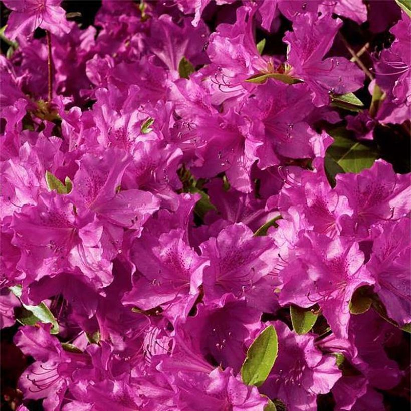 Azalea Purple Splendor (Fioritura)