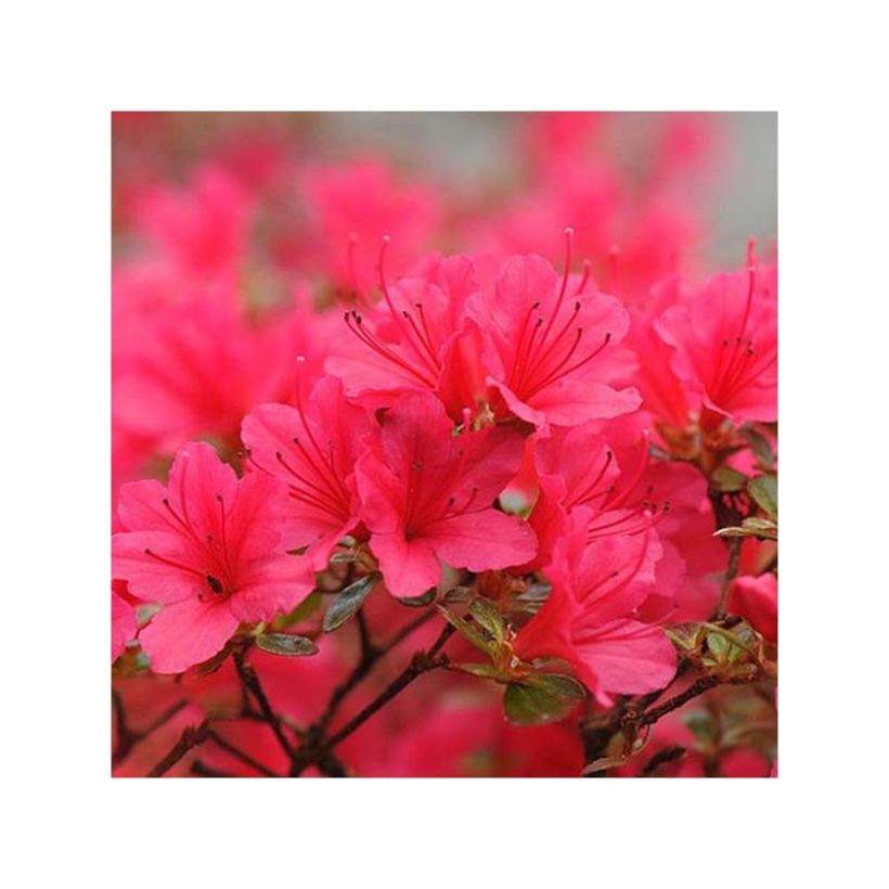 Azalea japonica Madame Galle (Fioritura)