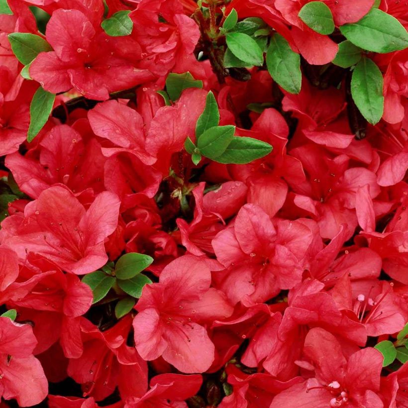 Azalea japonica Manuska (Fioritura)