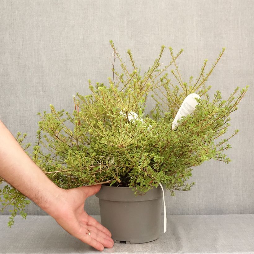 Esemplare di Azalea serpyllifolium Vaso da 3L/4L consegnato in estate