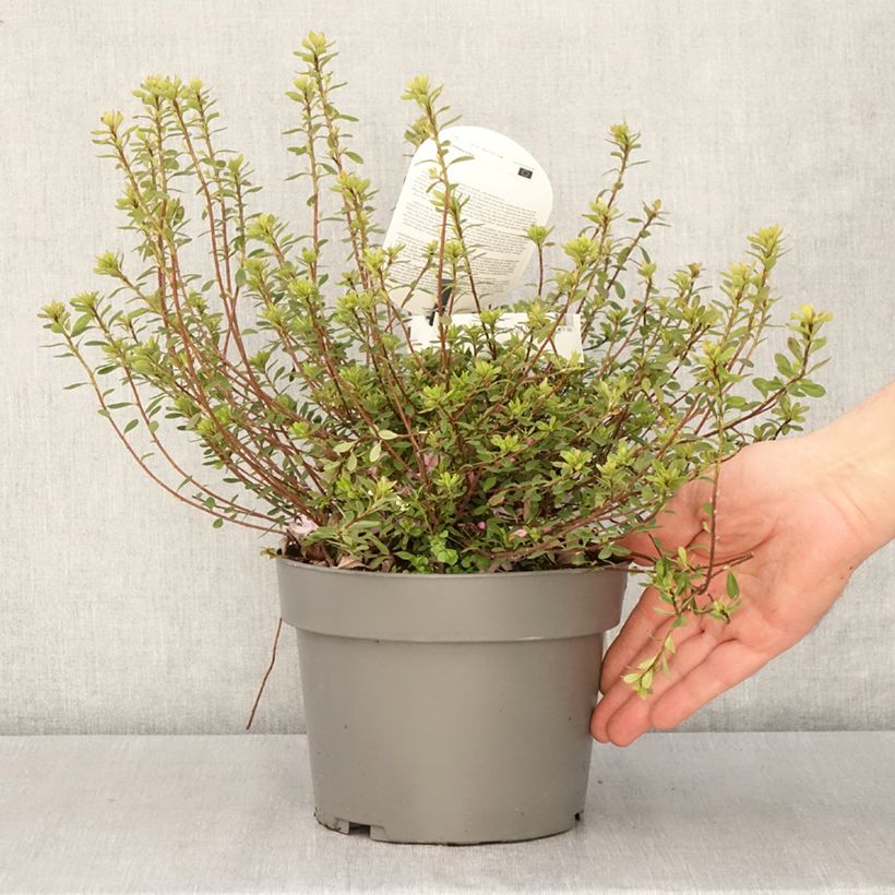Azalea serpyllifolium Vaso da 3L/4L esemplare consegnato in primavera