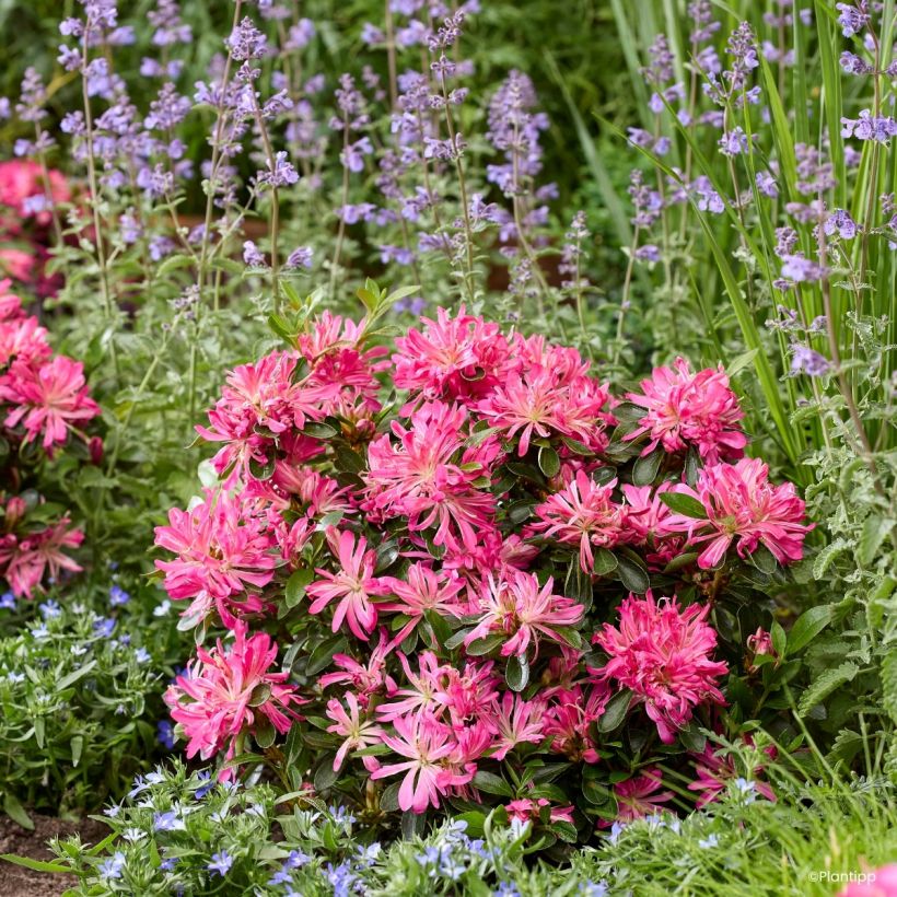 Azalea japonica Pink Star (Porto)