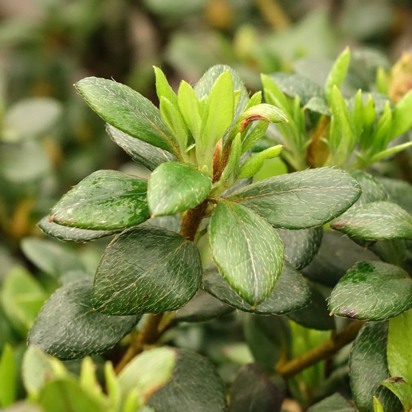 Azalea Clotilde (Fogliame)