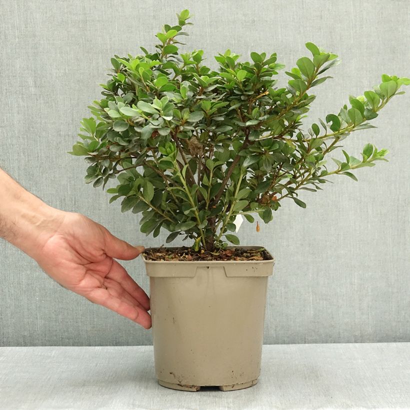 Esemplare di Azalea Clotilde Vaso da 3L/4L consegnato in estate