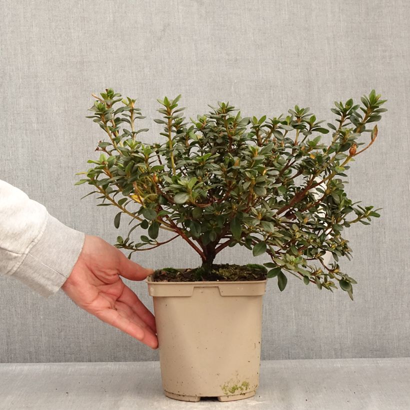 Azalea Clotilde Vaso da 3L/4L esemplare consegnato in inverno