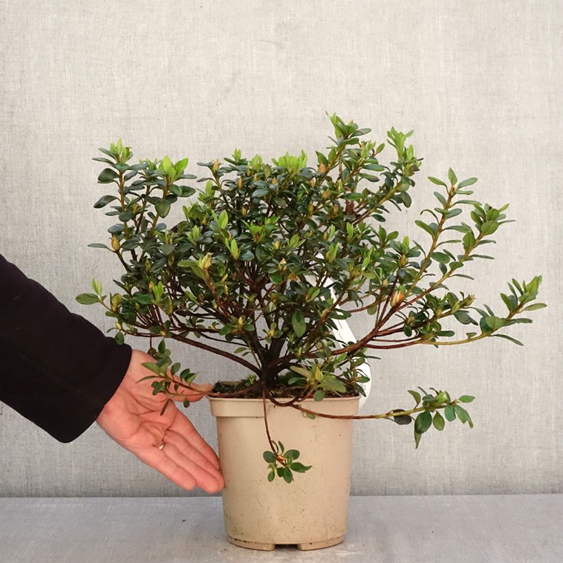 Azalea Clotilde Vaso da 3L/4L esemplare consegnato in primavera